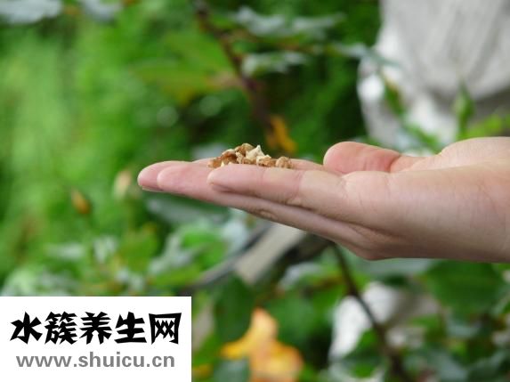 圓佛珠怎么種