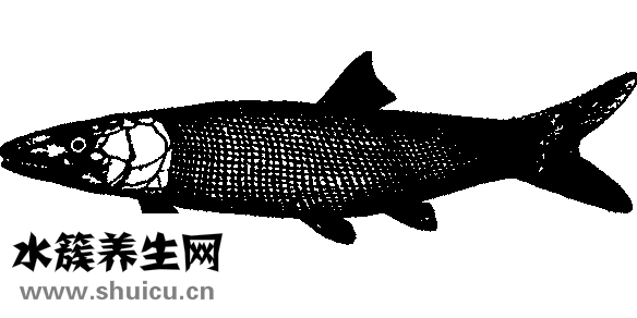 海魚干怎么是咸的