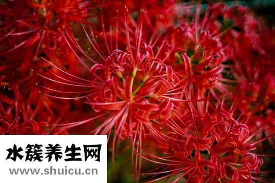 石蒜花怎么種