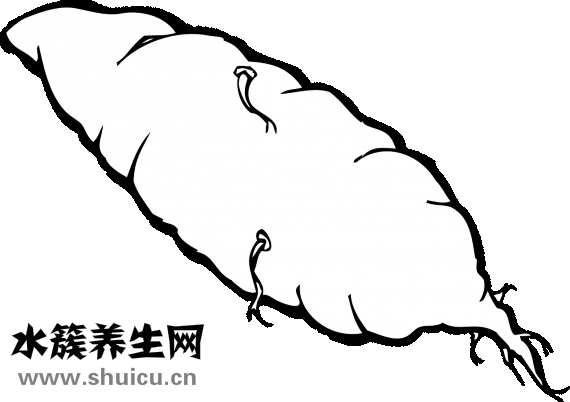 怎么煮粥有營養