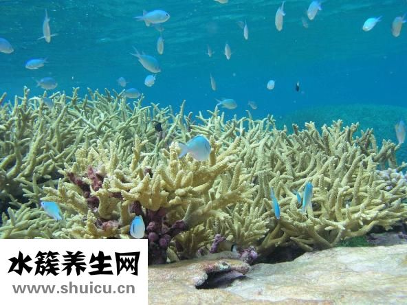 奶嘴珊瑚怎么移植