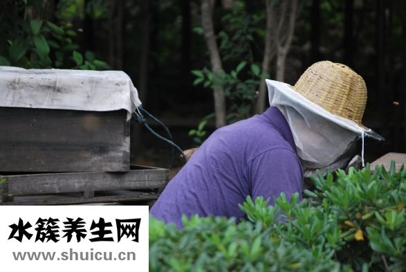 棗花蜜怎么吃