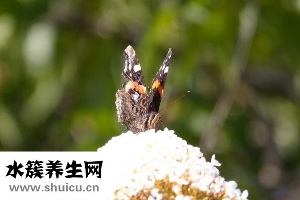 棗花蜜怎么吃