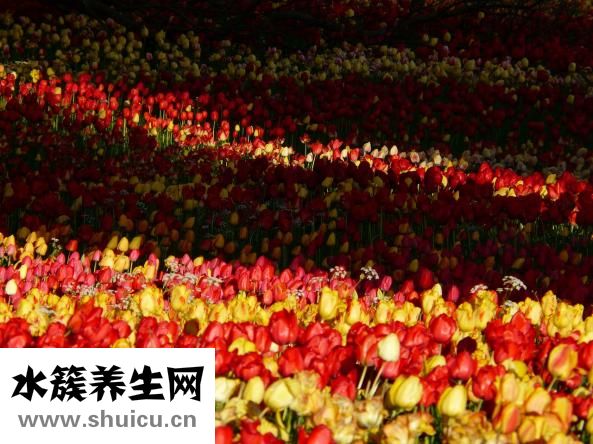 草金魚發黑怎么辦