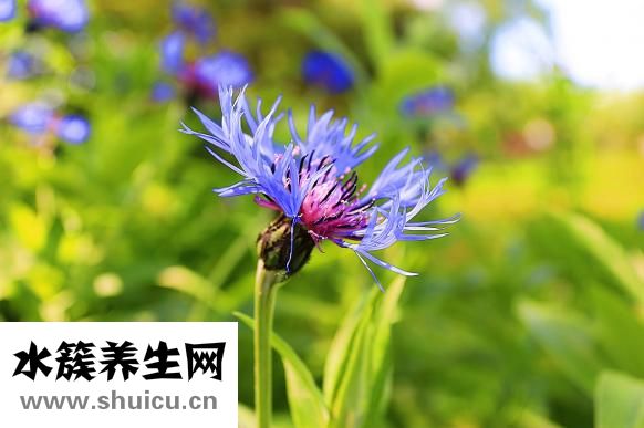 豬鼻孔草怎么涼拌