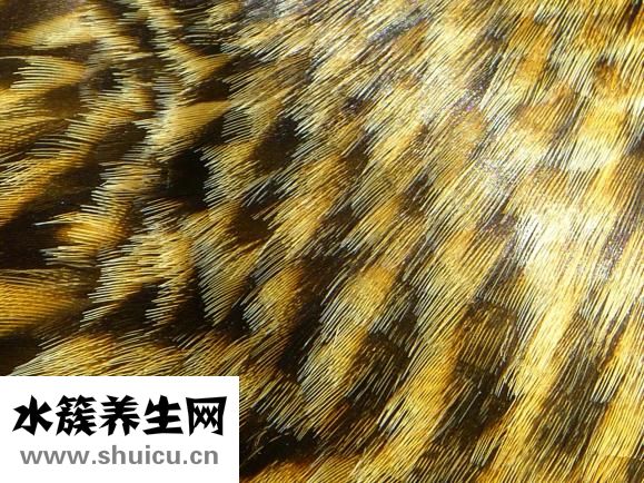 怎么挑選美瞳