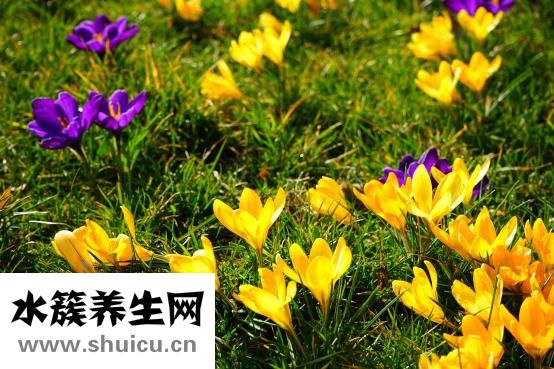藏紅花怎么喝