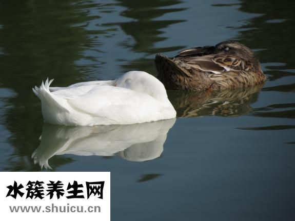 土鴨怎么辨別