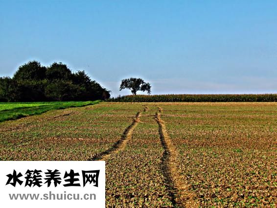 怎么栽樹苗