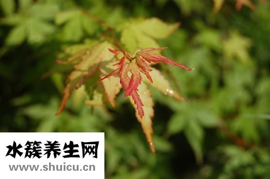 怎么檢查聽力