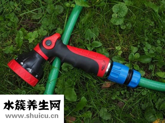 犬瘟熱怎么辦