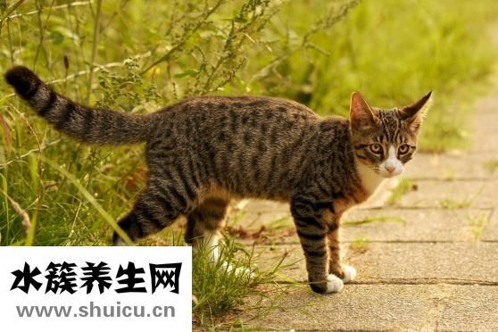 怎么形容夢想