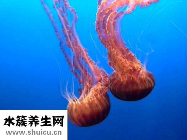怎么撈海蜇