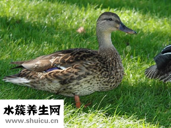 土鴨怎么辨別