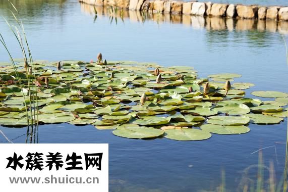 生物課用英語怎么說