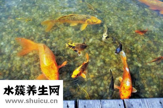 怎么能養好草金魚