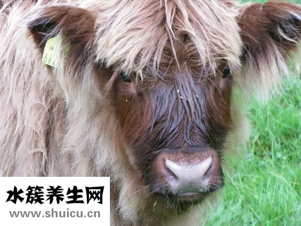 肉躁怎么做