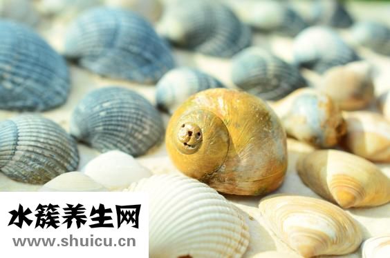 貽貝干怎么吃