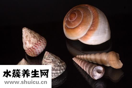 貽貝干怎么吃