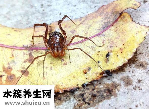 竹子怎么看年齡