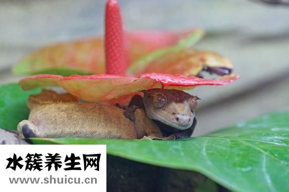 怎么養小壁虎