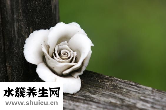怎么養小壁虎
