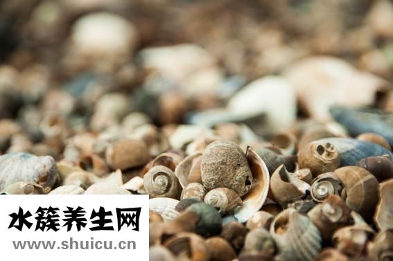 貽貝干怎么吃