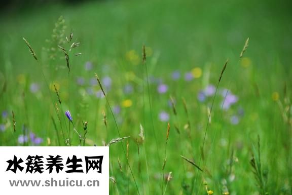 番薯葉怎么摘