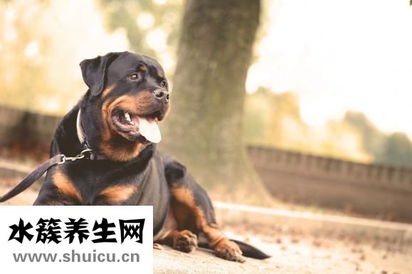 貓肚疼怎么辦