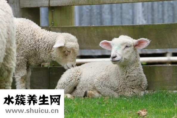 怎么鮮狗肉