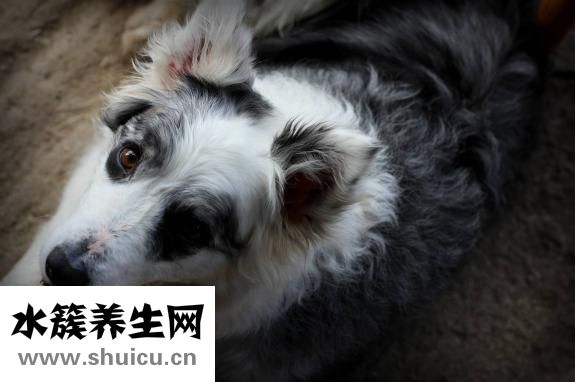 邊牧怎么補鈣
