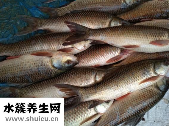 小田魚怎么養
