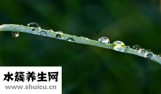 番薯葉怎么摘