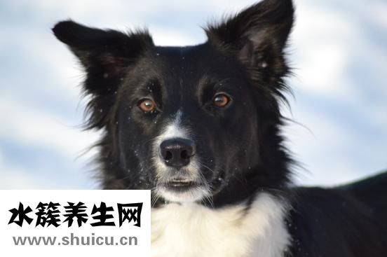 邊牧怎么補鈣
