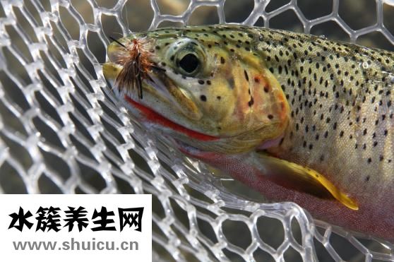 小田魚怎么養