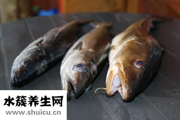 小田魚怎么養