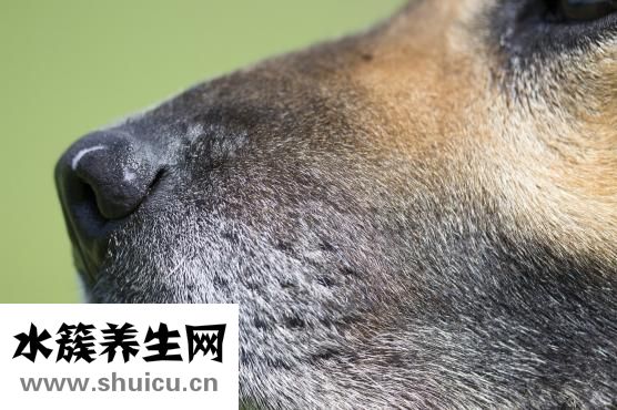 燒烤怎么烤才不會焦