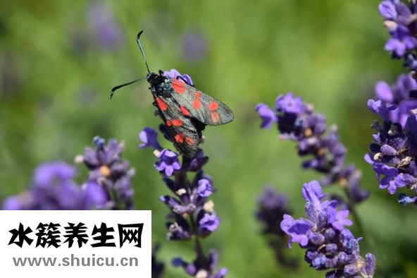 夏天怎么驅蚊