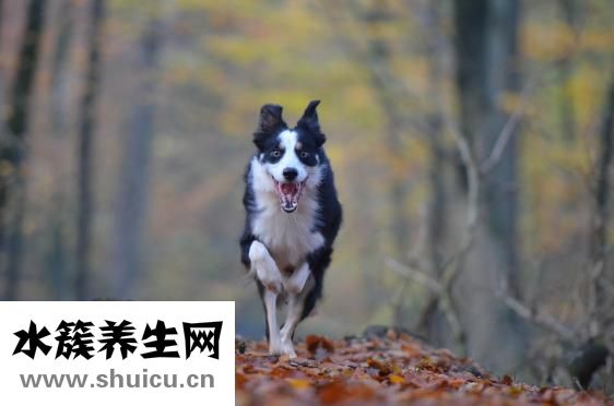 貓肚疼怎么辦
