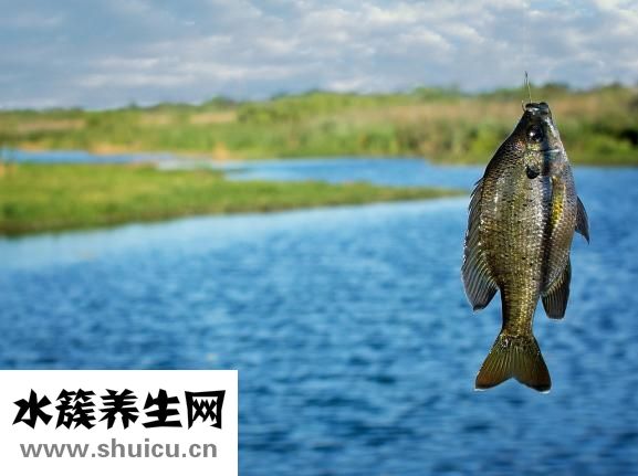 小田魚怎么養