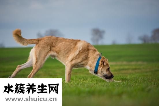 貓肚疼怎么辦