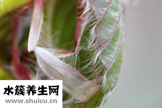 生粽子怎么煮