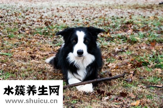 邊牧怎么補鈣