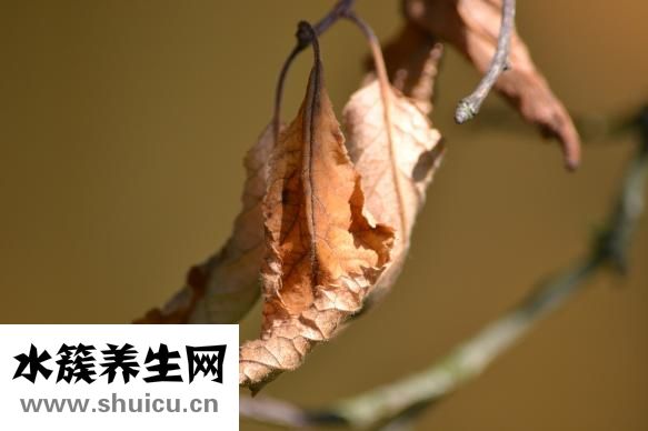 藥芹怎么炒