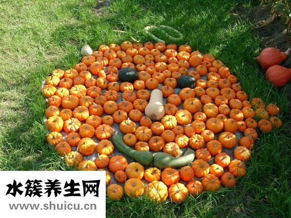 家里豆子生蟲怎么除