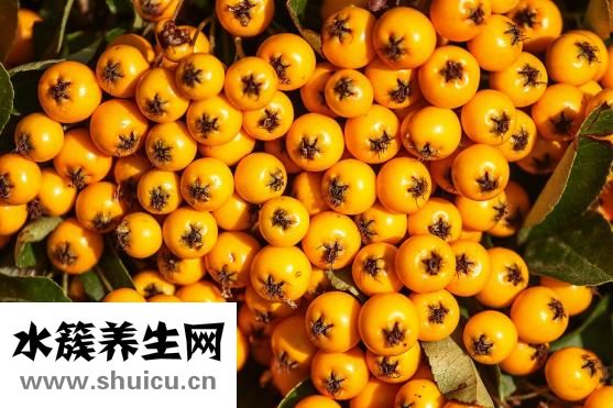 怎么種橙子