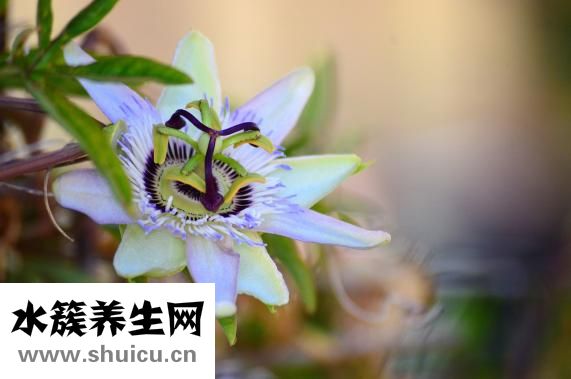 壽桃包怎么做