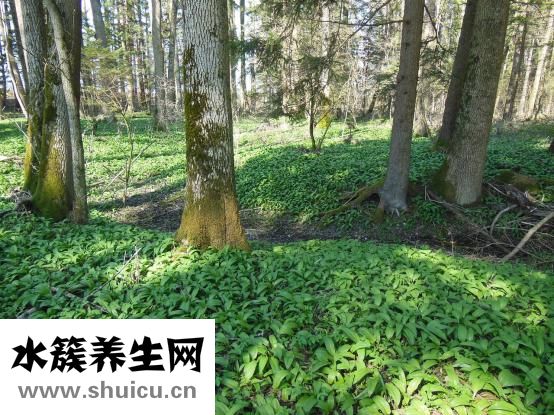 紅燒鮐魚怎么做好吃