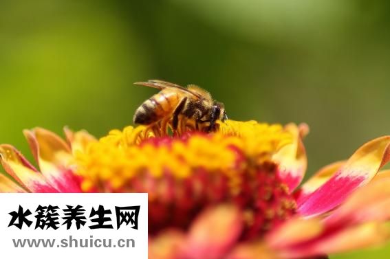 怎么毒死蜜蜂