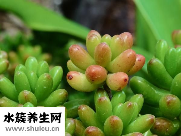家里豆子生蟲怎么除